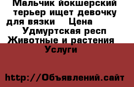Мальчик йокшерский терьер ищет девочку для вязки  › Цена ­ 2 000 - Удмуртская респ. Животные и растения » Услуги   
